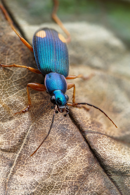 Two-spotted blue Carabid