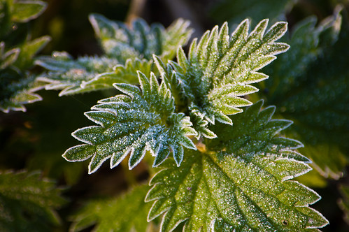 Frost on nettle leaves