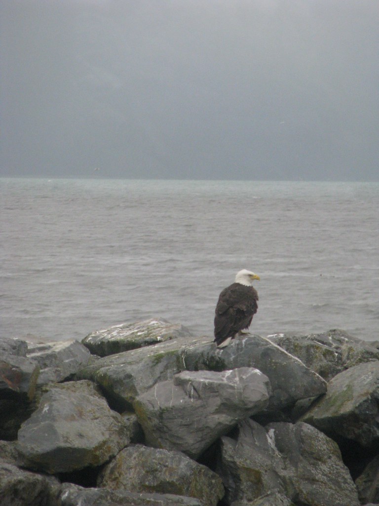 Bald Eagle Perched in Seward. Photo by howderfamily.com; (CC BY-NC-SA 2.0)