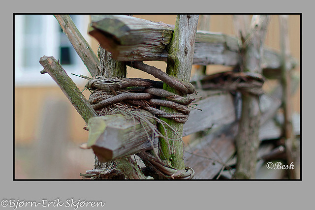 The old fence