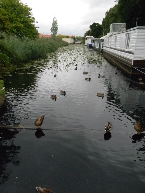 Ducks, Chichester Ship Canal Chichester to West Wittering