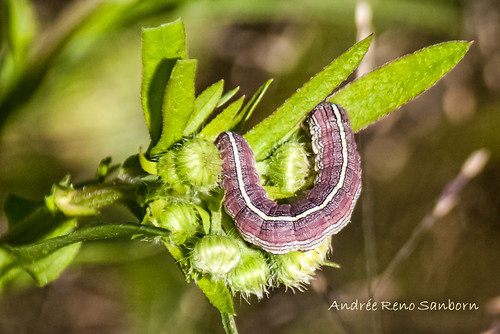 Goldenrod Hooded Owlet - Hodges#10200 (Cucullia asteroides)