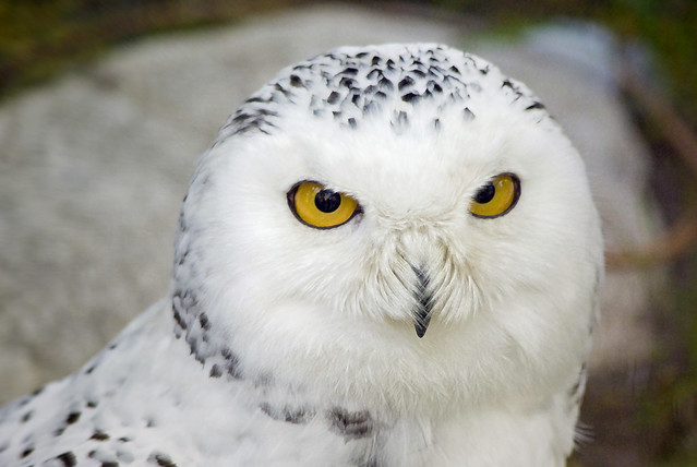 Snowy Owl | What a specimen - they are gorgeous - can't wait… | Flickr