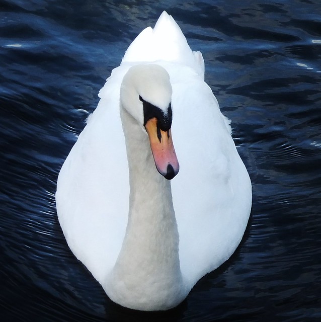 Mute Swan, Canada Water, London SE16 @ 3 February 2014 (Part 2 of 2)