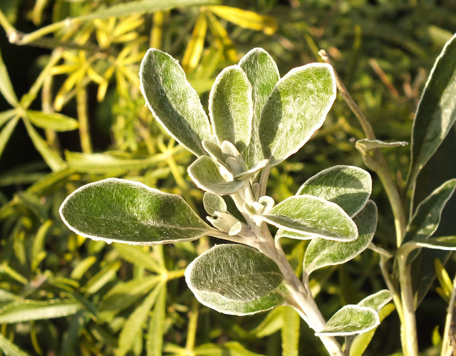 Daisy bush (Brachyglottis greyi)
