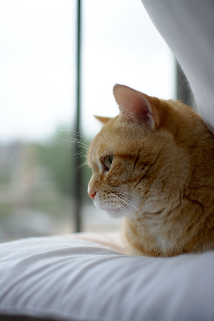 Cat Pi Pi | Ernie Yang | Flickr