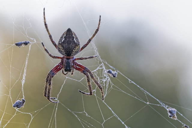 Garden spider 2015-02-14 (IMG_6231)
