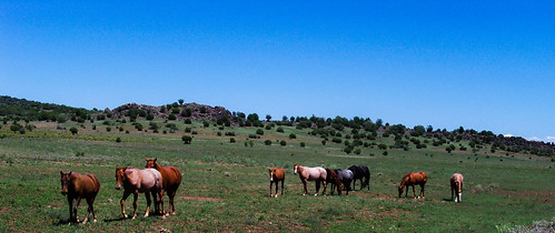 ranch arizona horses water landscape graze forage crookton