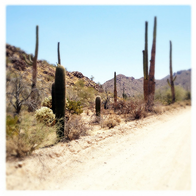 Cactus Saguaro National Park West Tucson Arizona IMG_8658