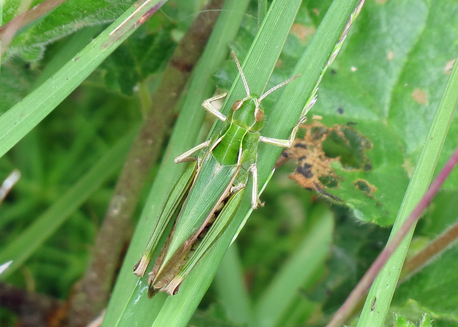 Common Green Grasshopper - Omocestus vuridulus