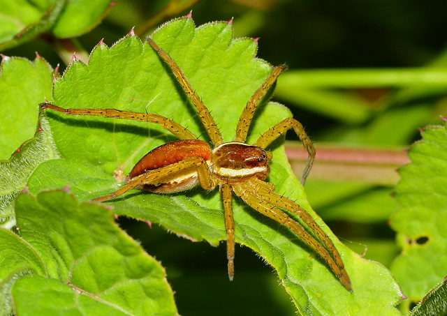 young Raft Spider