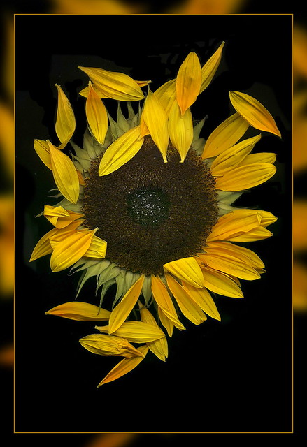 The end of a Sunflower  (