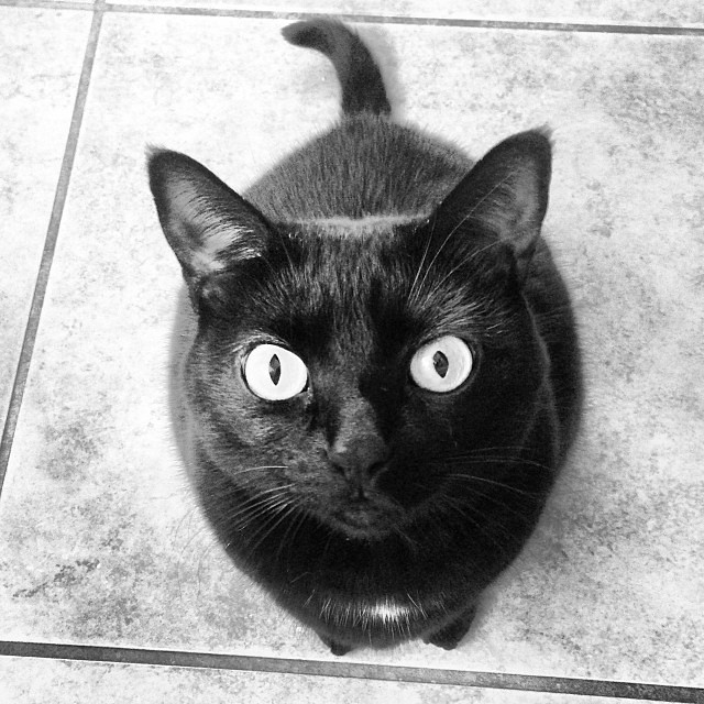 Black cat. In black and white.