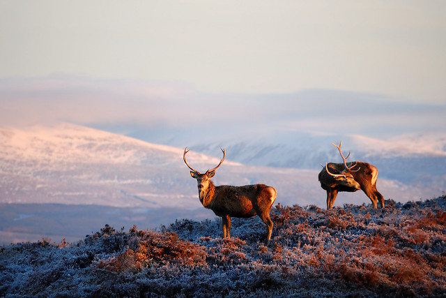 Sunlit stags