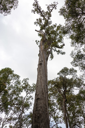 tree forest landscape nikon australia eucalypt pemberton westernaustralia manjimup jarrah d600 2013 nikond600 nikonfx kingjarrah balbarrup