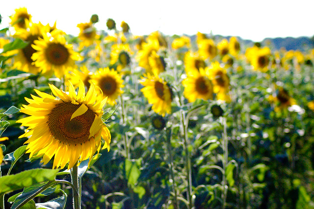 140725 Sunflowers-0018
