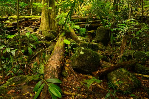 rainforest australia naturalbridge queensland newsouthwales aus springbrooknationalpark limpinwood