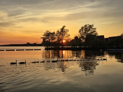 family sunset water boston geese wildlife massachusetts charlesriver newengland goose line goslings esplanade pw