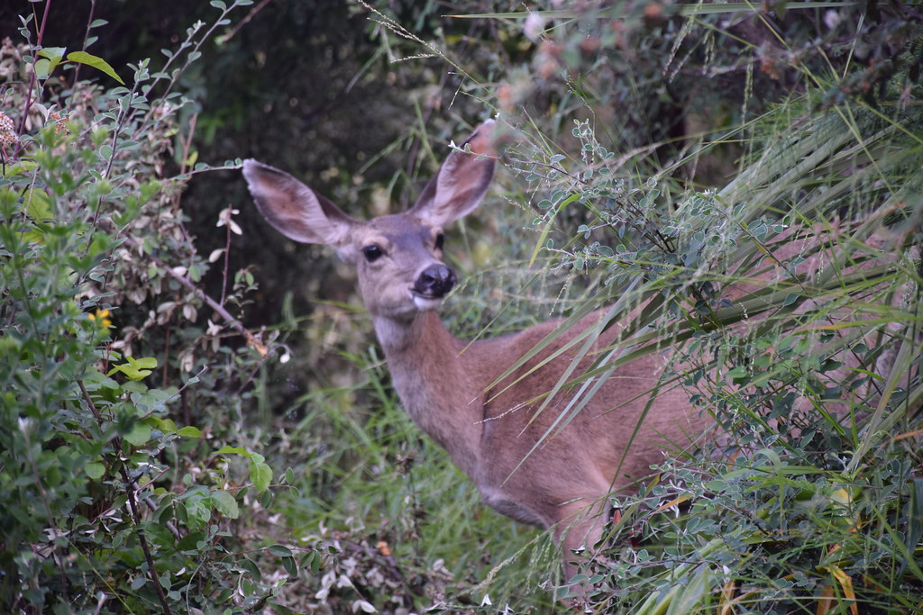 Oh deer! | Mount Tamalpais | Leticia Roncero | Flickr