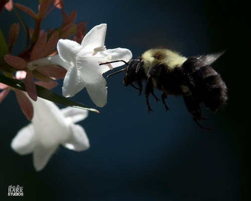 The Bee Knows | by lifeasme40