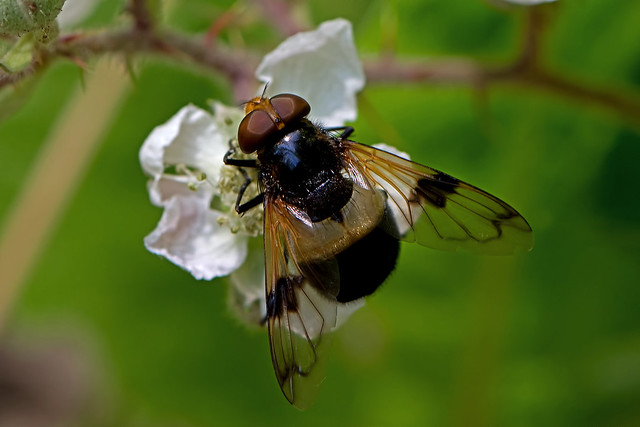 Volucella pellucens - the Pellucid Hoverfly