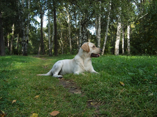 labrador | by Evgenii3
