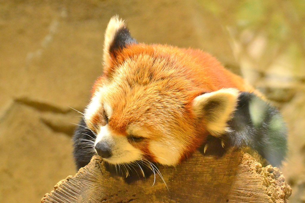 多摩動物公園のレッサーパンダ Red Panda Of Tama Zoo Toshihiro Gamo Flickr