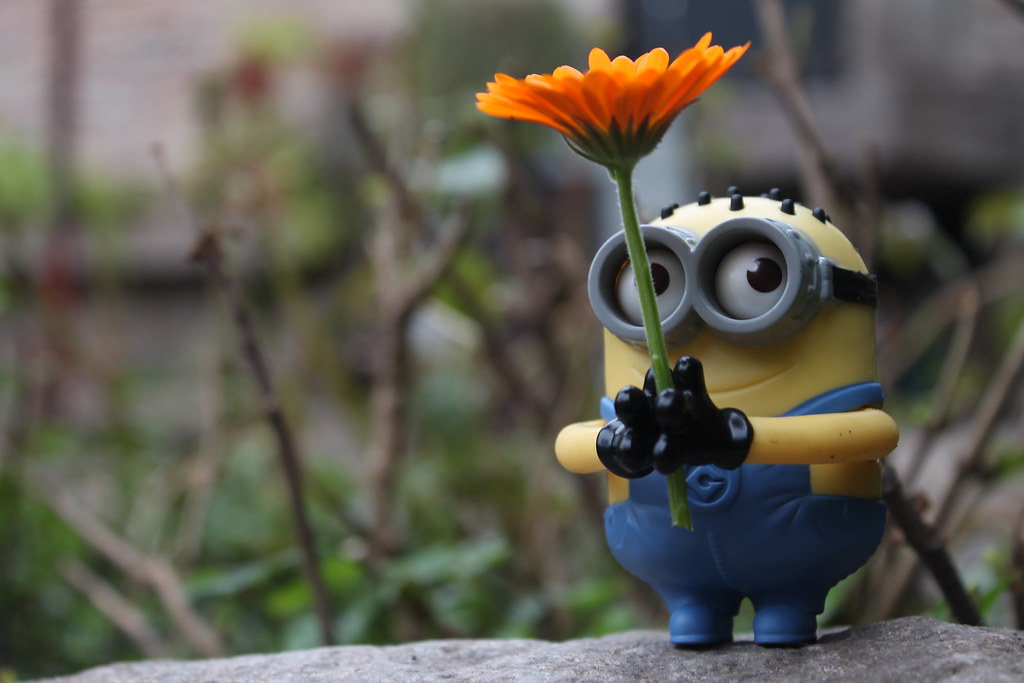  Minion  this flower  for u Eve Gutierrez Flickr