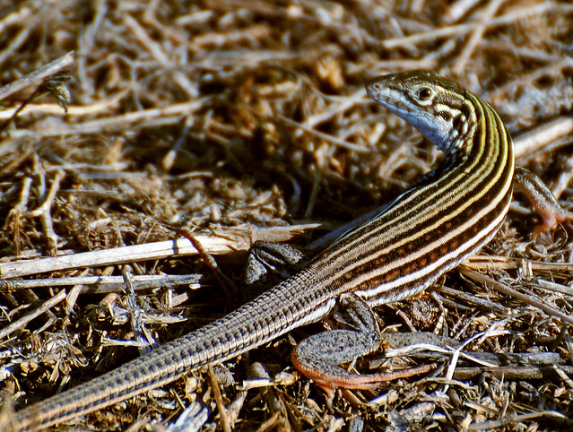 Texas spotted whiptail lizard