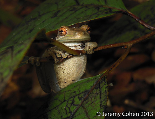Cuban tree frog (Osteopilus septentrionalis)