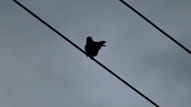 Bird on the wire, Northcote