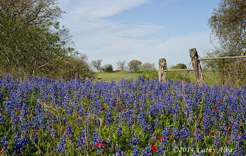 nature landscape spring nikon bluebonnets fencepost texaswildflowers wildfowers texasbluebonnets texaslandscape nikon2470mmf28g nikond7000 bluebonnets2014