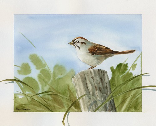 Sparrow, 8x10 Watercolor | Peter Sheeler | Flickr