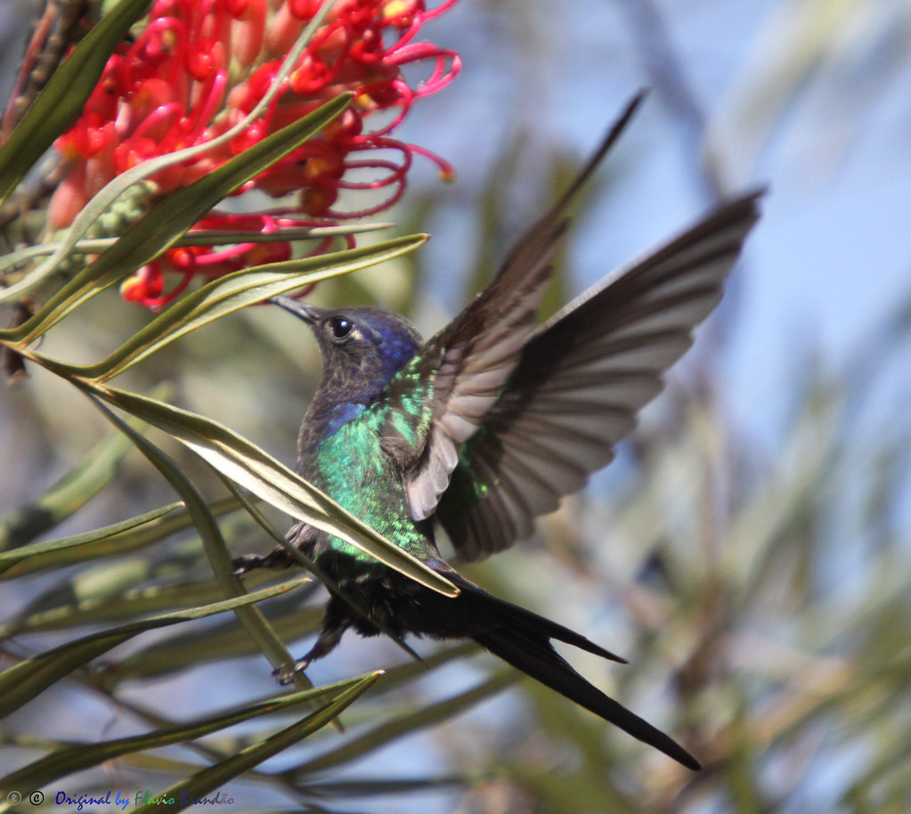 Série com Beija-flor Tesoura (Eupetomena macroura) - Series with the Swallow-tailed Hummingbird - 26-04-2014 - IMG_0029