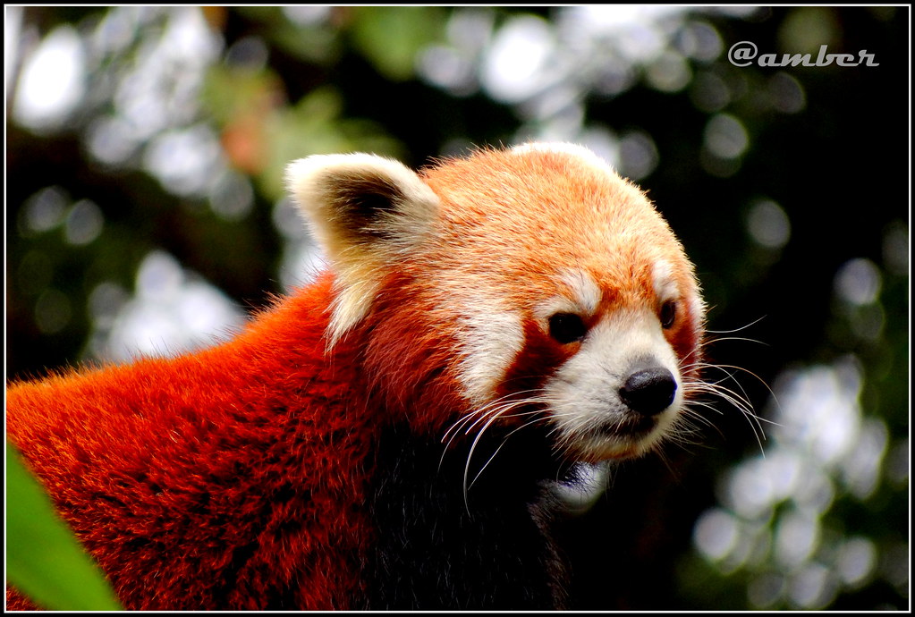 Red Panda..@Darjeeling Zoo