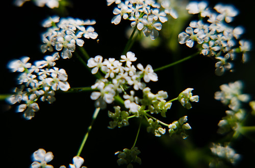 Delicate cow parsley flowers