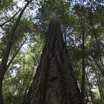 Tall Trees Grove trail
