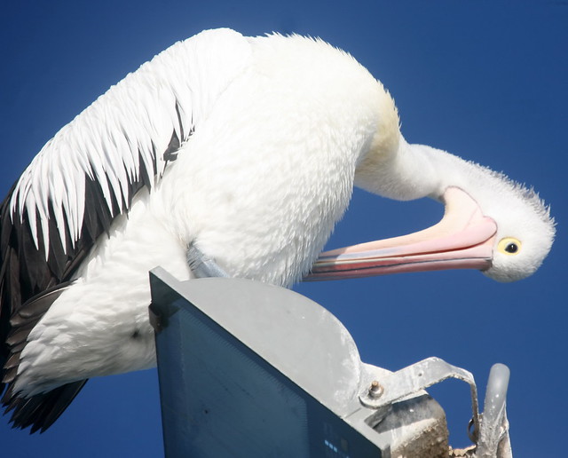 pelicans,june 14-2013 (6)