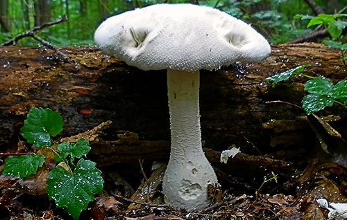 plant nature mushroom fungi mycology amanita