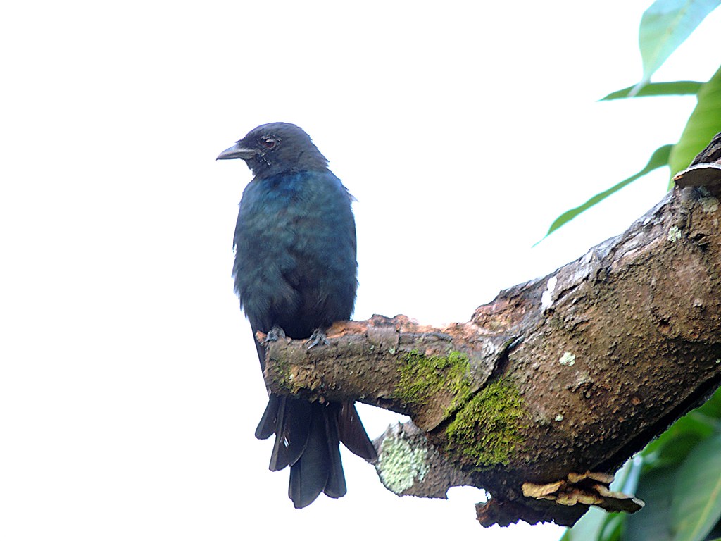 Hair-crested Drongo Dicrurus hottentottus | At North Bengal … | Flickr
