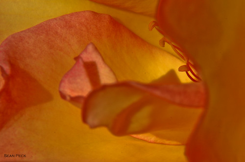 Peeking Stamens | by Sean Peck