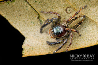 Jumping Spider (Hyllus sp.) - DSC_9075