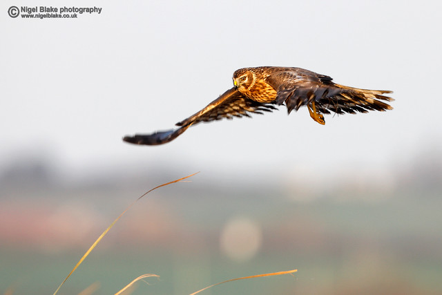 Hen Harrier, Circus cyaneus, in flight