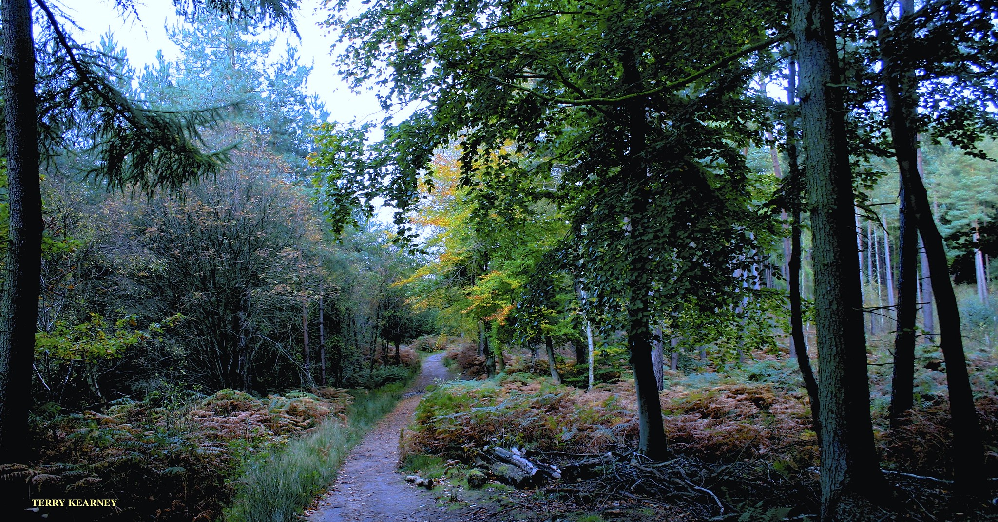 UK Woodland Expands During Concerns Over Planting Methods