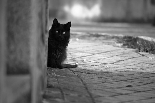 blackandwhite bw cat blackcat nikon vigo streetshot pussicat wormview d3000 wormsight nikond3000 ithoughtisawapussicat