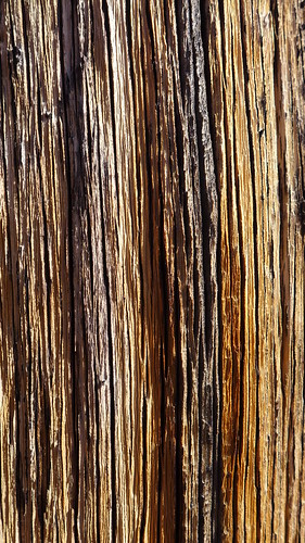 wood desert juniper