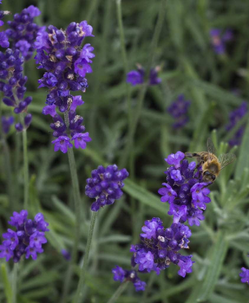 Yorkshire Lavender - bees!