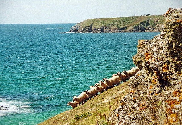 Moutons de Belle-Île