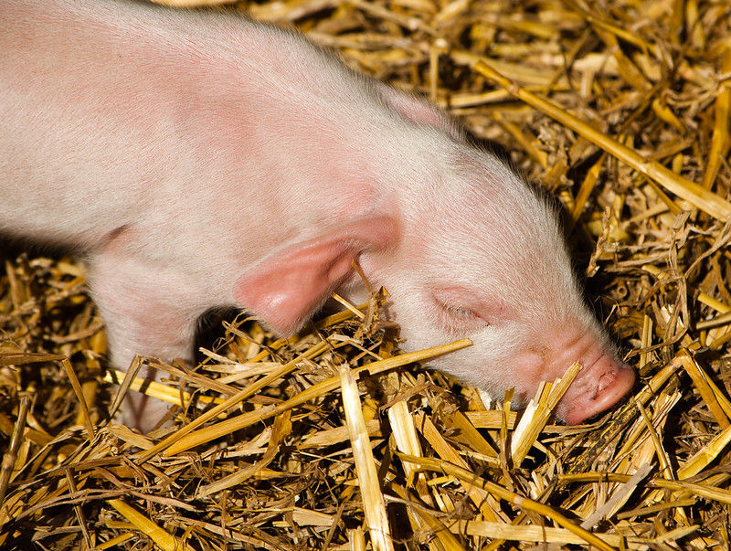 Tiny piglets, Northycote