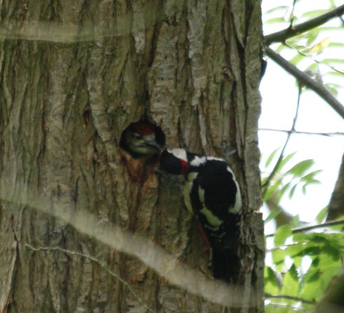 woodpecker and young getting fed | by Steve McMaster